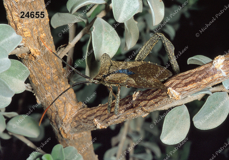 Giant Leaf-footed Bug (Acanthocephala declivis, Coreidae)